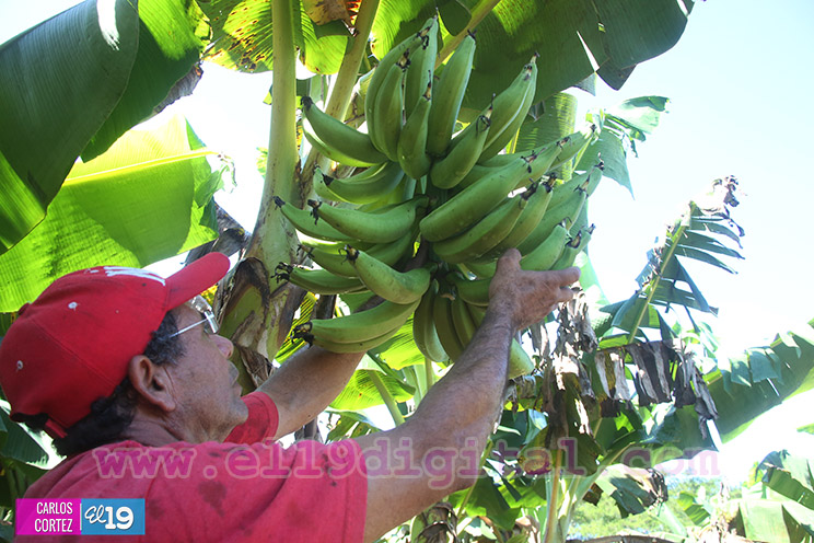 Productores Pl&aacute;tano