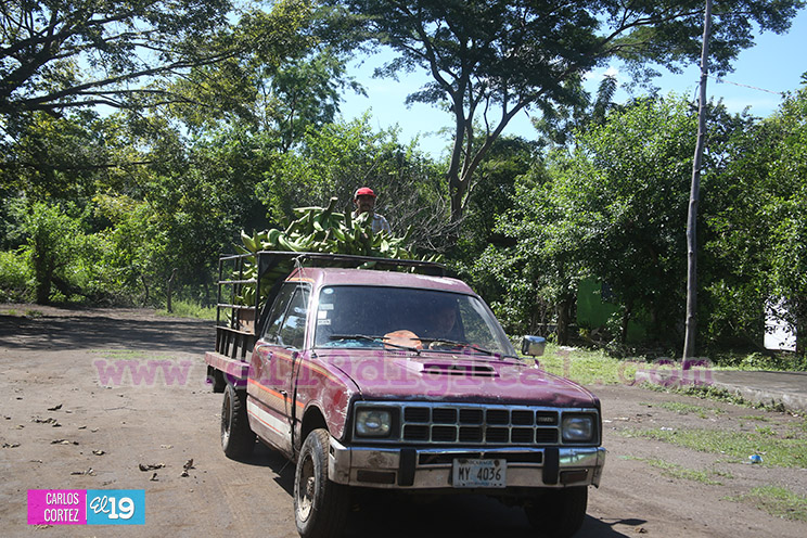 Productores Pl&aacute;tano