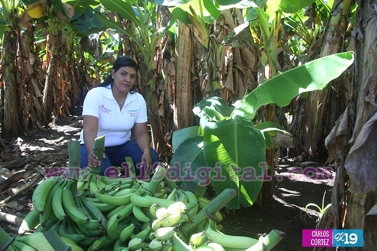 Productores Pl&aacute;tano