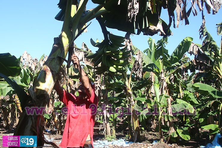 Productores Pl&aacute;tano