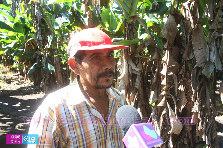 Productores Pl&aacute;tano