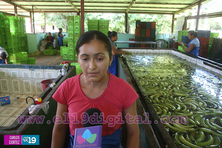 Productores Pl&aacute;tano