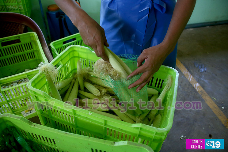 Productores Pl&aacute;tano