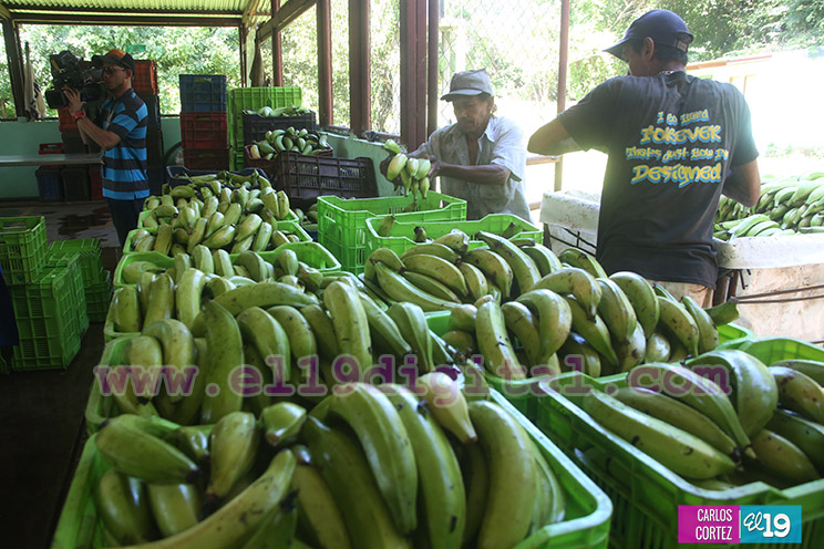 Productores Pl&aacute;tano