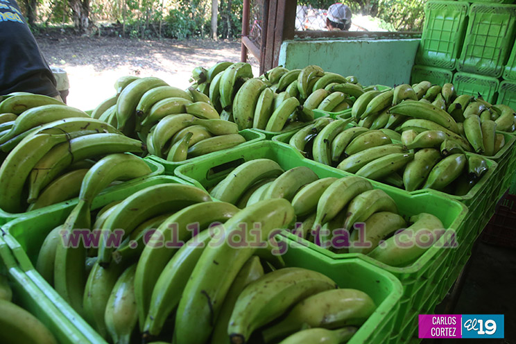 Productores Pl&aacute;tano