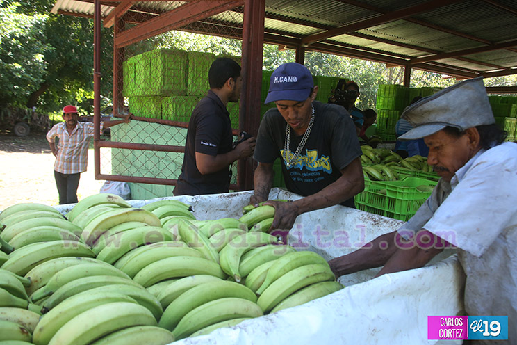 Productores Pl&aacute;tano