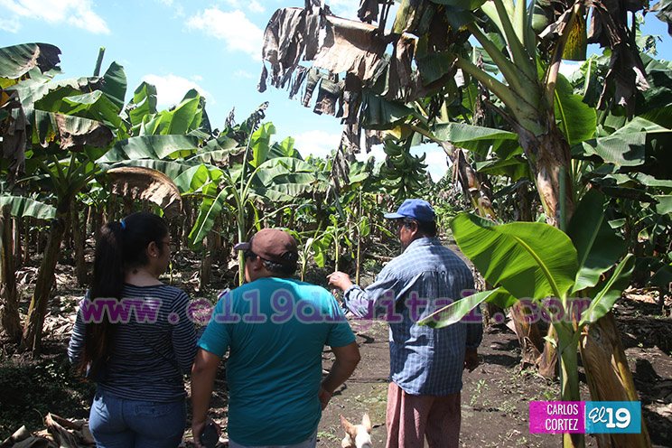 Productores Pl&aacute;tano