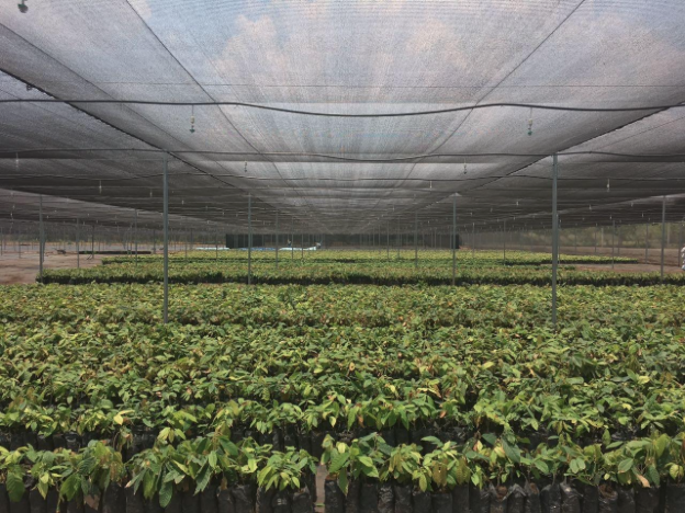 Cacao