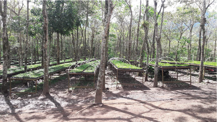 Fincas