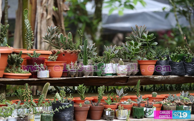 jardines