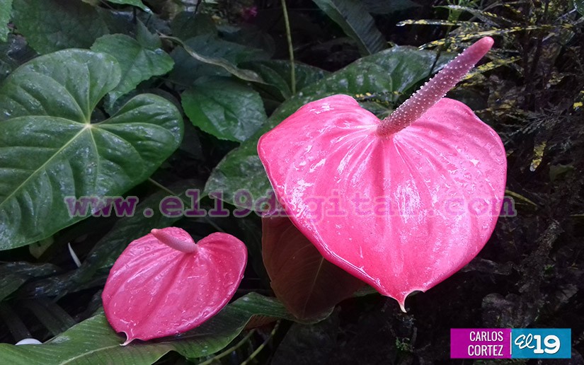 jardines