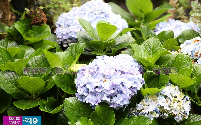 jardines