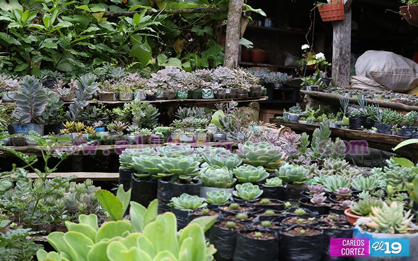 jardines