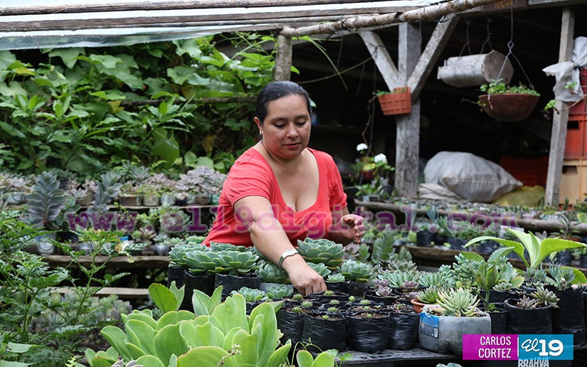 jardines