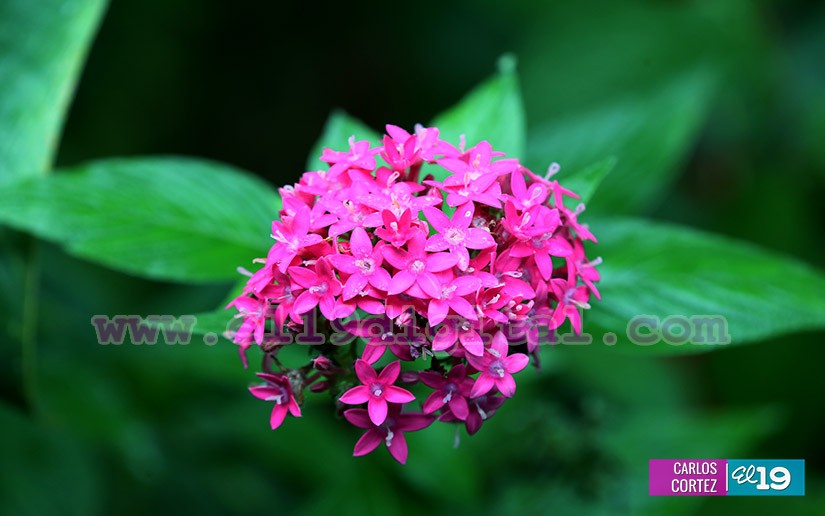 jardines