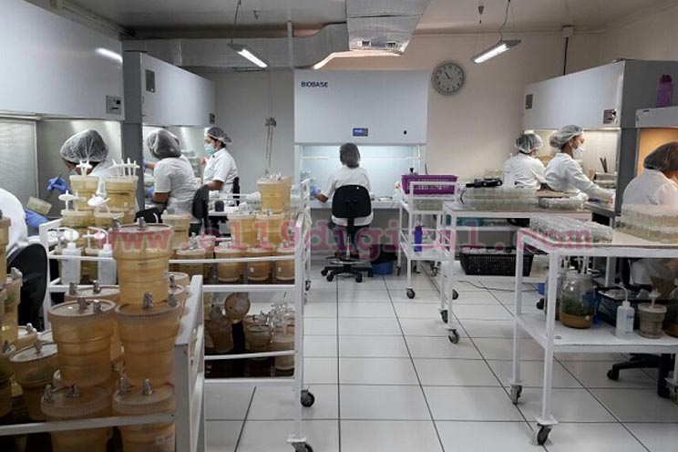 exportaciones-cafe