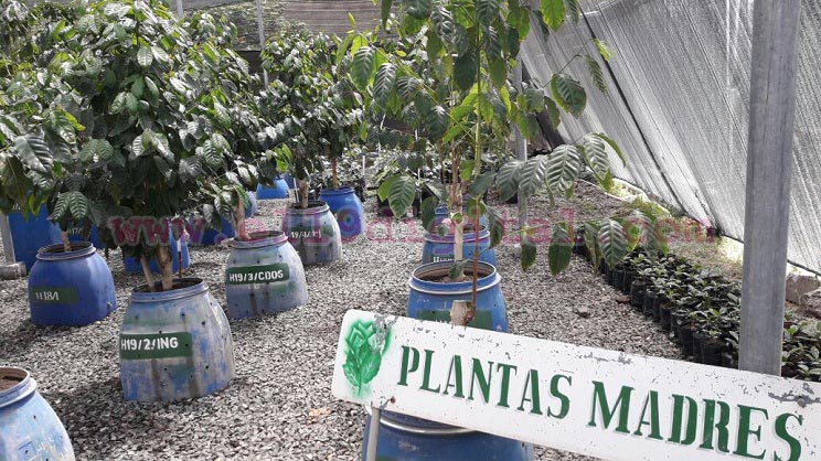 exportaciones-cafe
