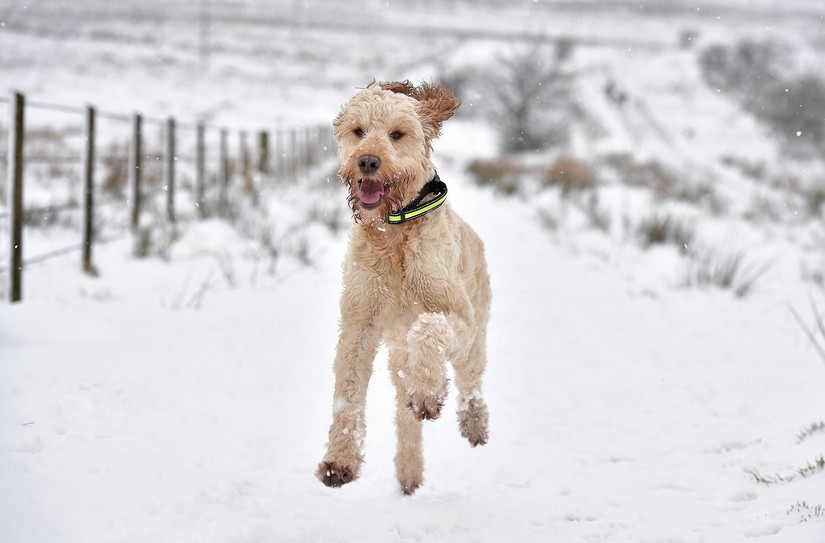 nieve