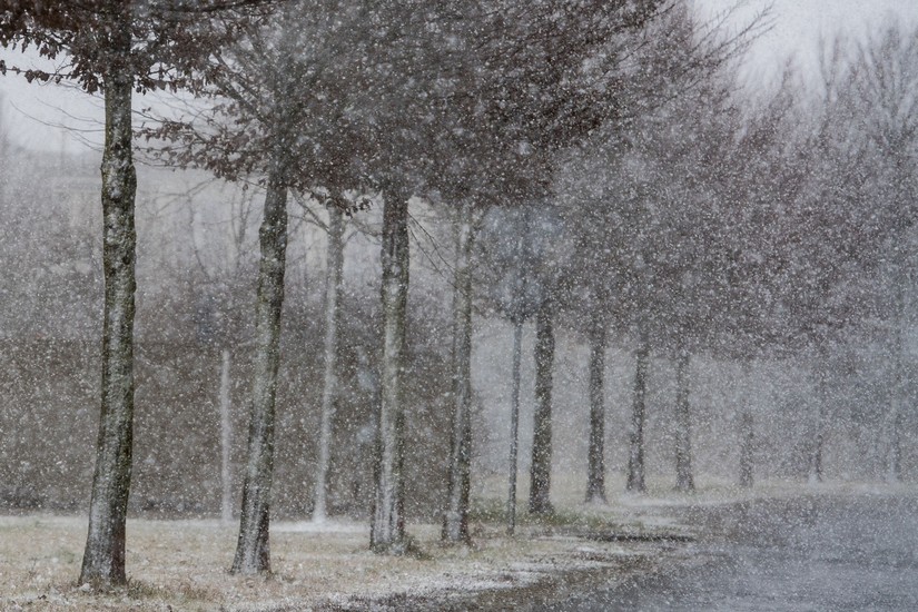 nieve