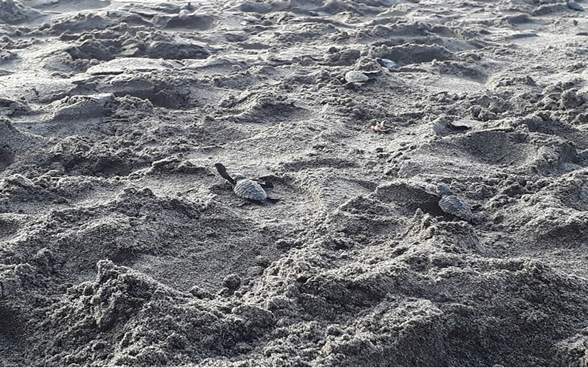 tortuguillos