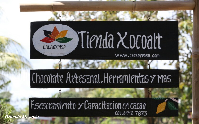 cacao