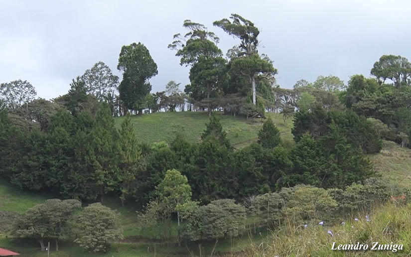 kilimanjaro