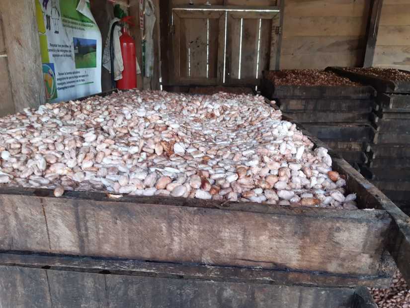 cacao