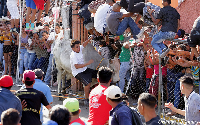 vacas-culonas