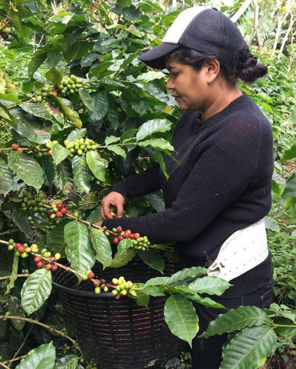 Junieth Leiva de la Cooperativa Agrícola SOPPEXCCA está en Londres y Bristol para la Quincena de Comercio Justo