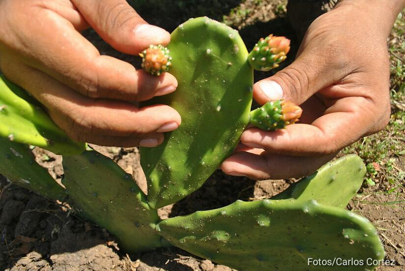 nopales-cultivo-leon