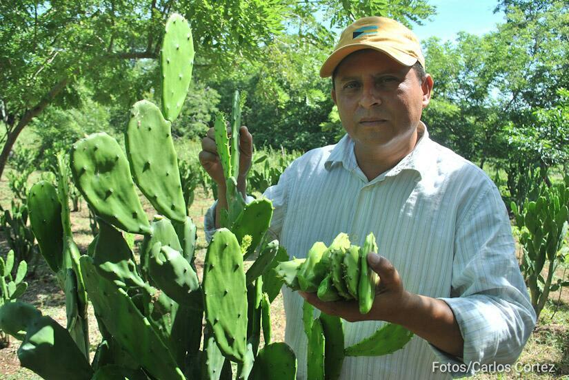 nopales-cultivo-leon