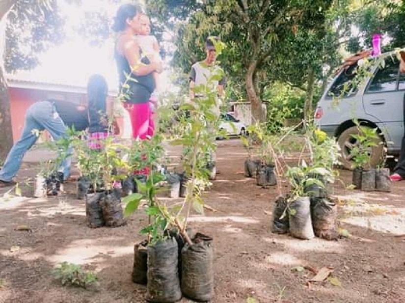 plantas