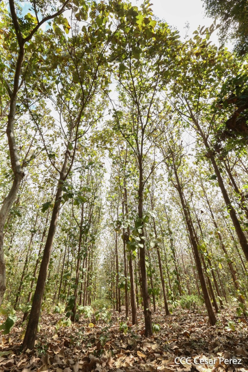 estrategia-bosques
