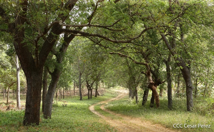 estrategia-bosques