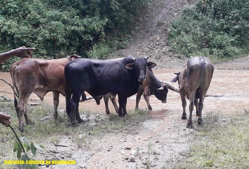 campo