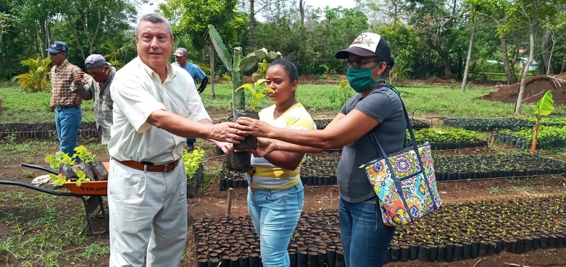 plantas