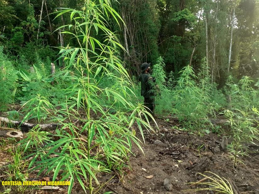 ejercito-quema-plantas-marihuana