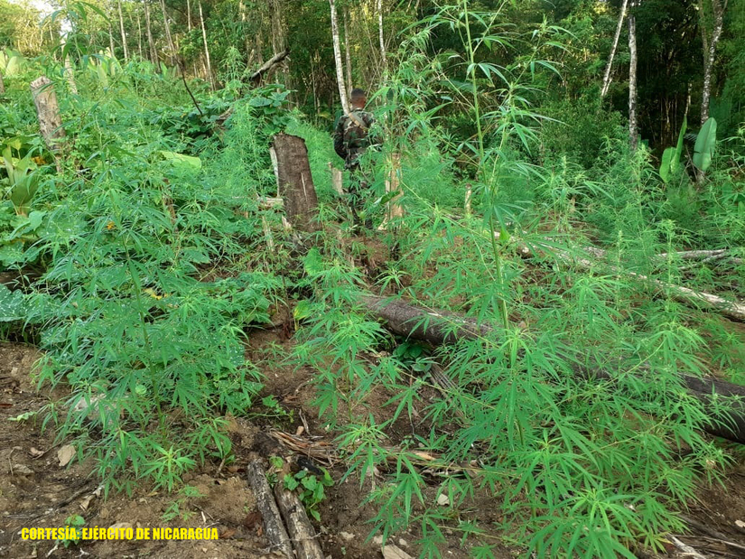 ejercito-quema-plantas-marihuana