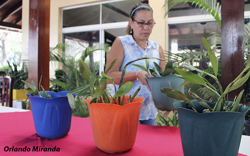 orquideas