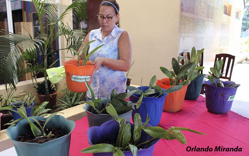 orquideas