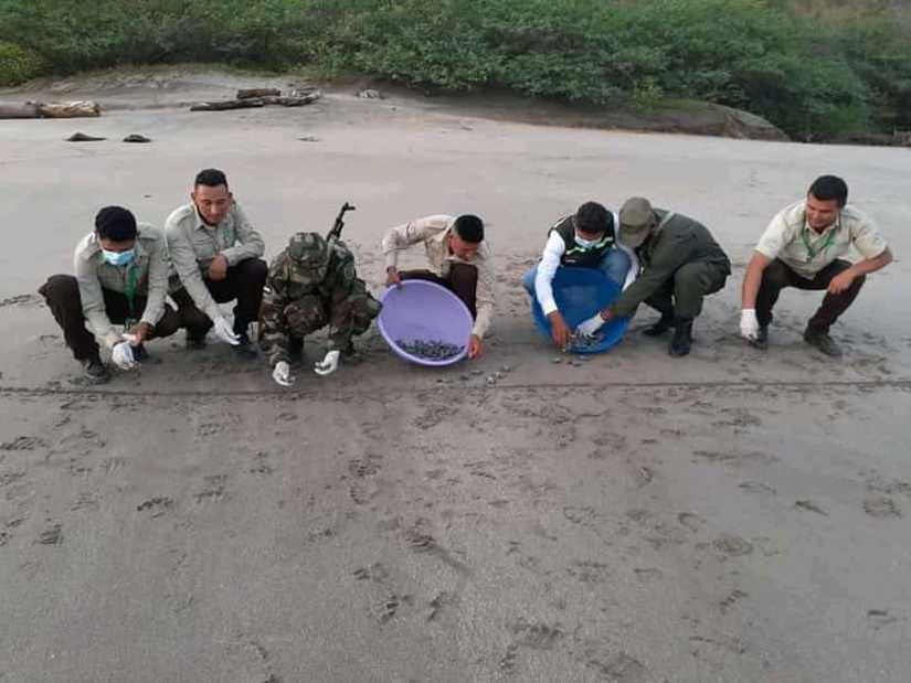 tortugas
