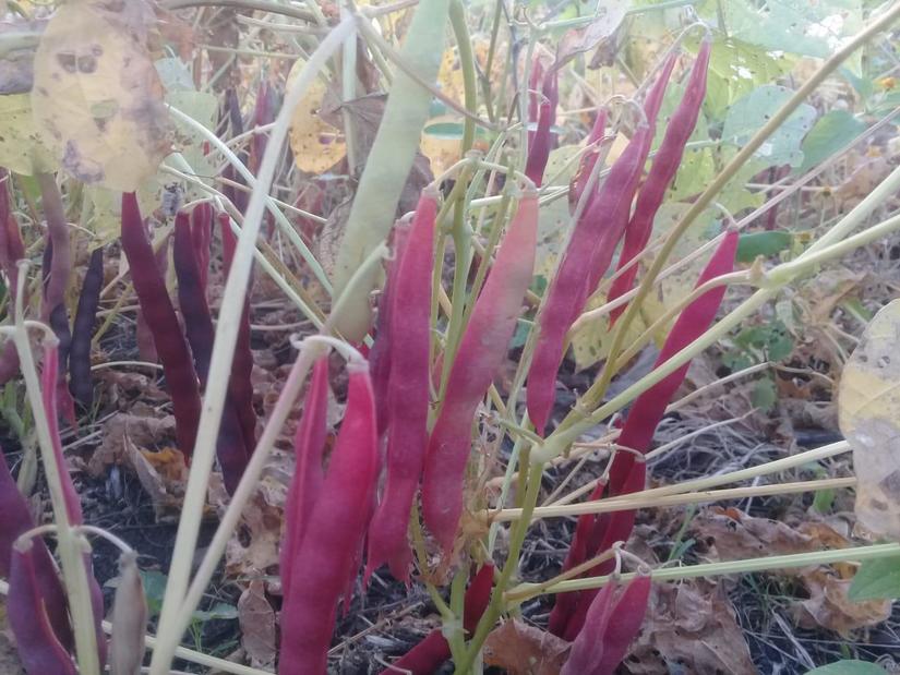 cosecha-frijoles