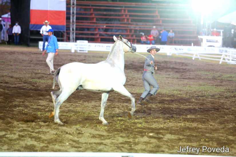 caballos-granada