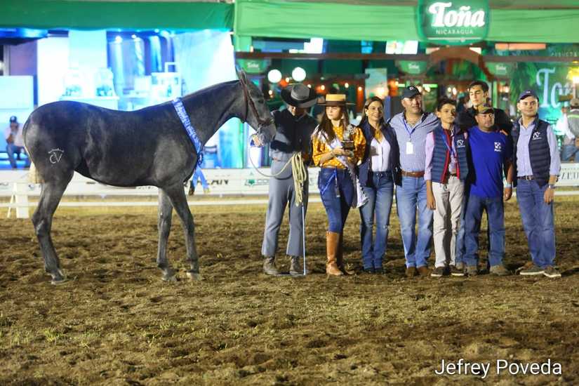 caballos-granada