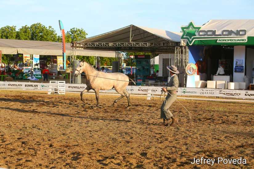 caballos-granada