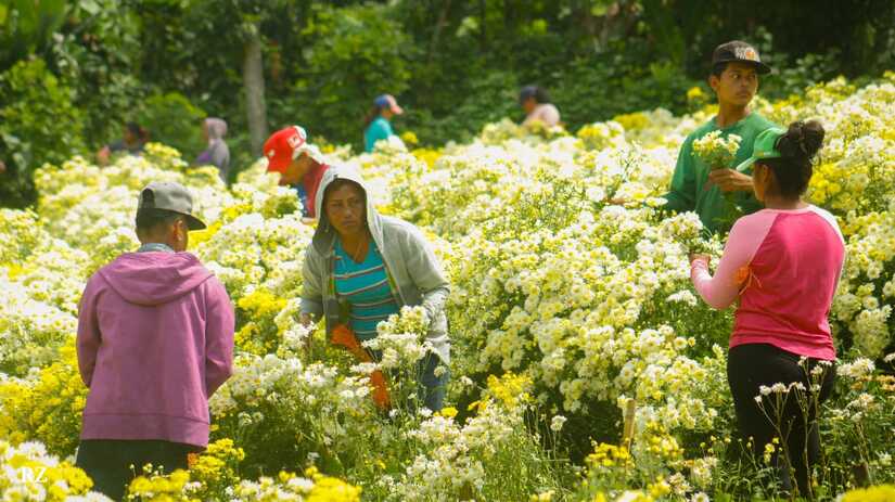 FLORES
