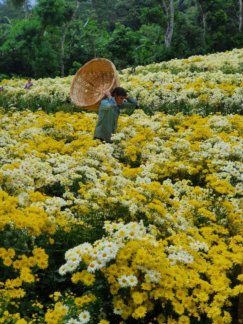 FLORES