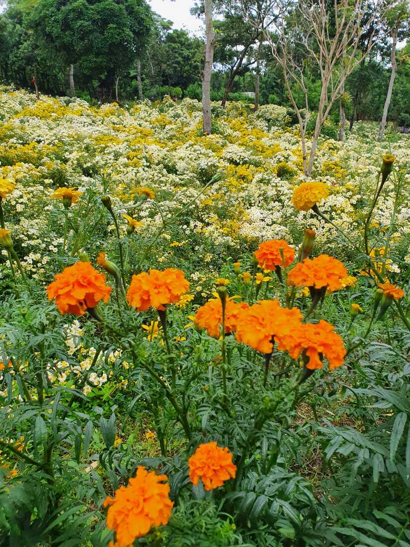 FLORES