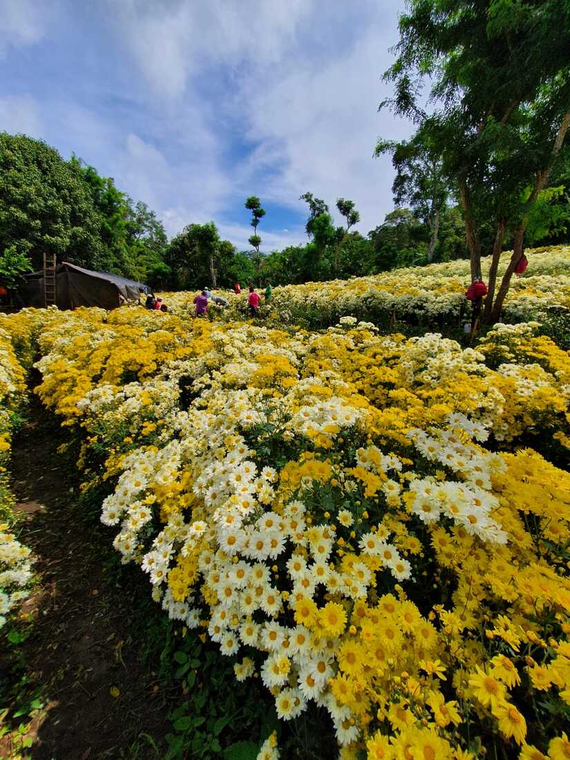 FLORES