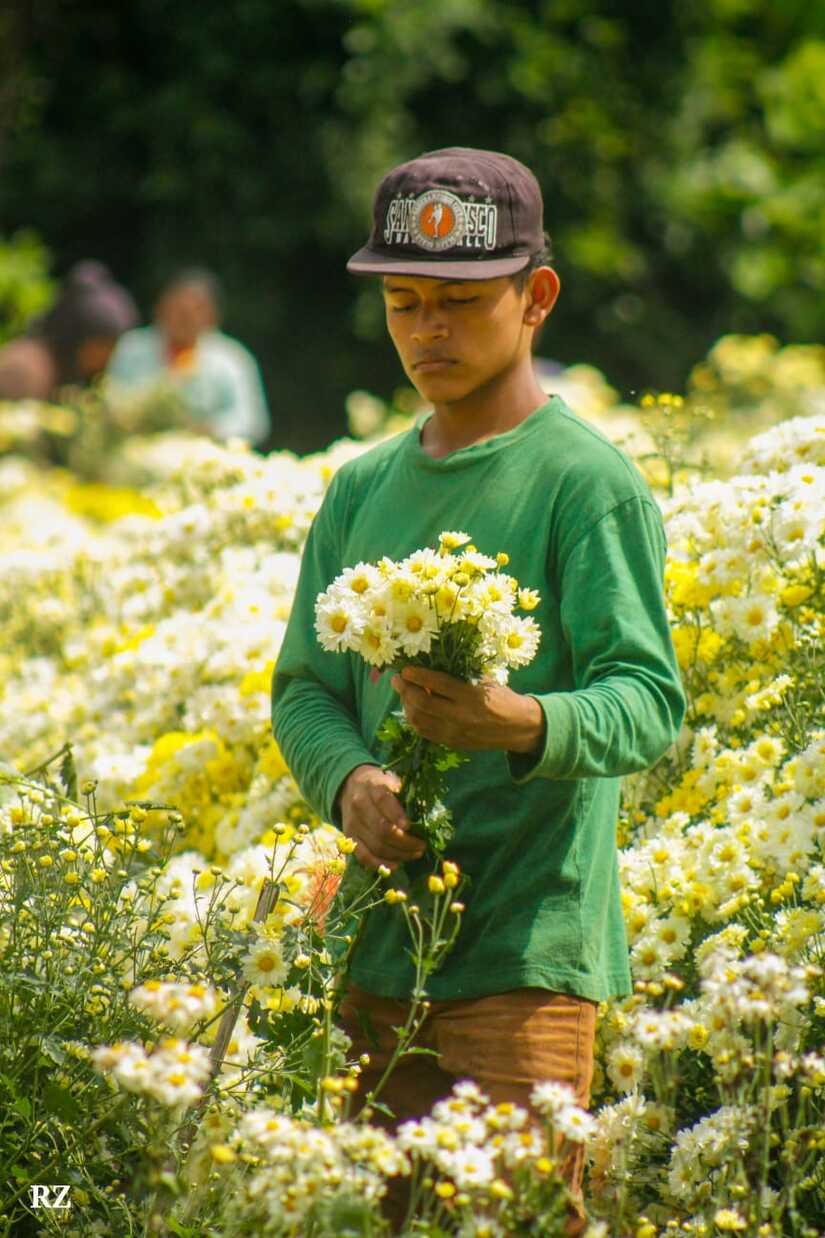 FLORES
